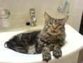 /album/maine-coon-mainska-myvalia/a800x-umyvadlo-1-jpg/