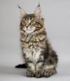 /album/maine-coon-mainska-myvalia/stiahnut-jpg/