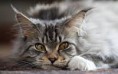 /album/maine-coon-mainska-myvalia/images-jpg/